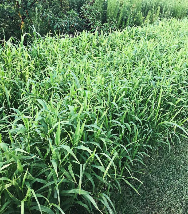 hancocks quali seed mix field