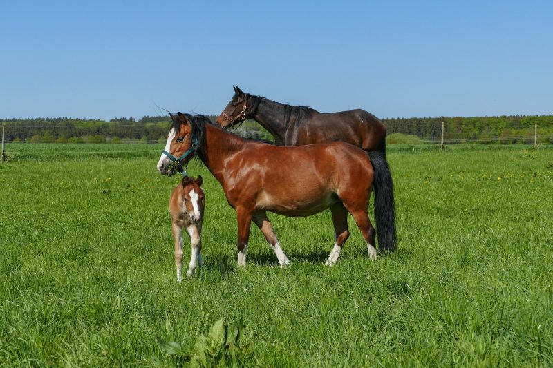 horse herd gc9af040de 1920