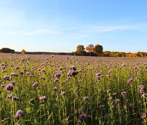 landscape 1007637 640 phacelia