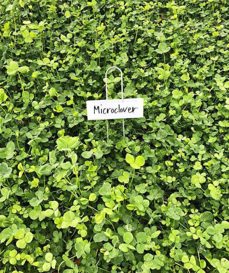 microclover seed