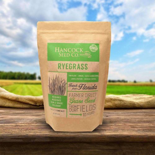 pasture rye grass seed