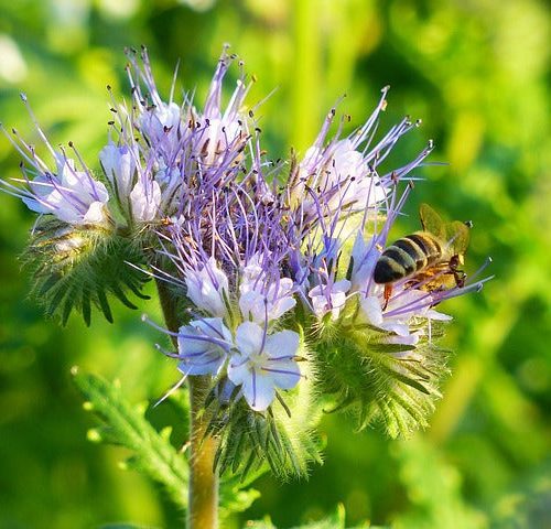 phacelia 1534515 640 daf7cb02 28fc 4779 9de7 5a9a1dea9b81