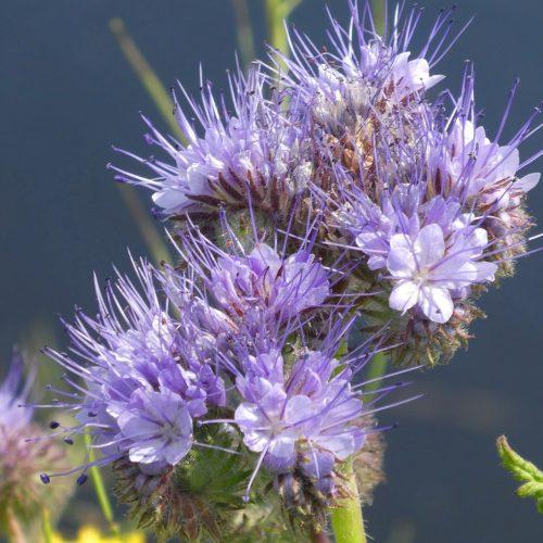 phacelia 4222568 1920