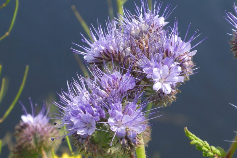 phacelia 4222568 1920