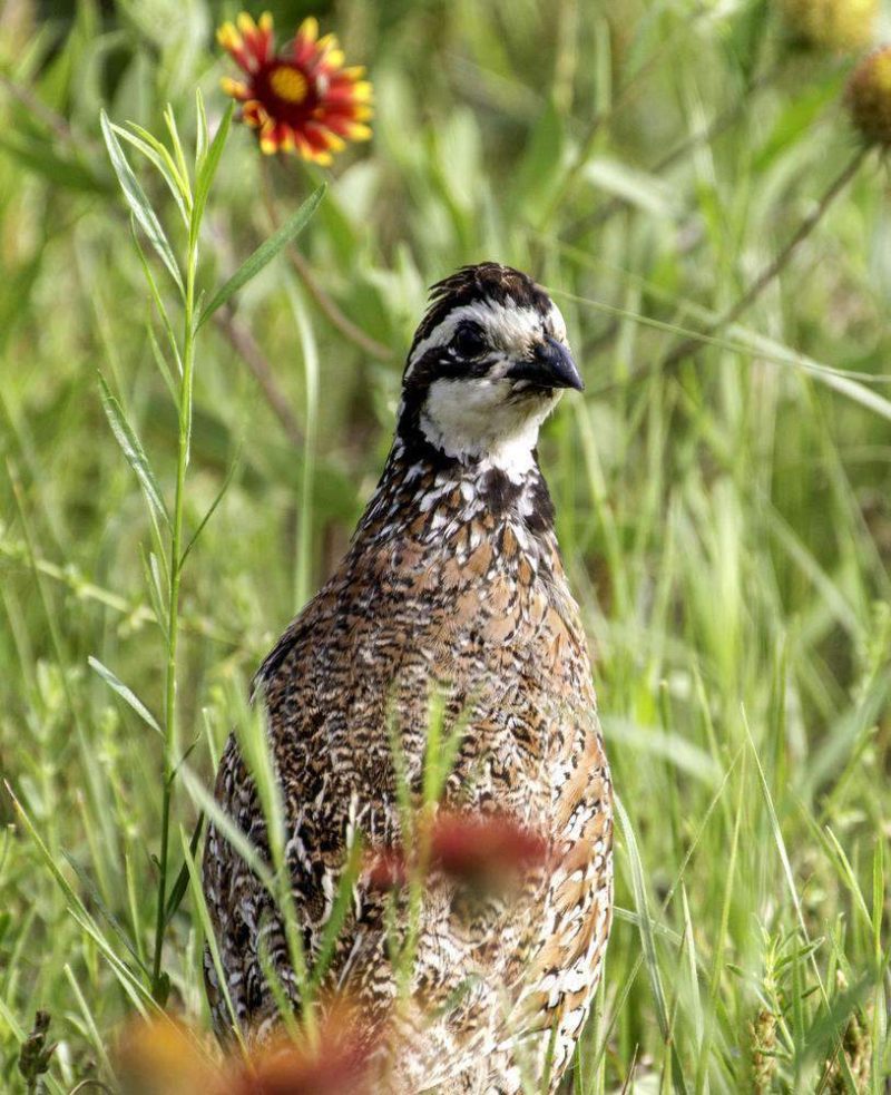 quail seed mix 985d0484 1818 4ab0 aa46 aaa4d68a22d2