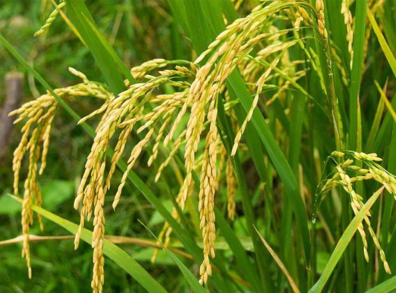 rice seed