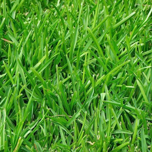 ryegrass for pasture