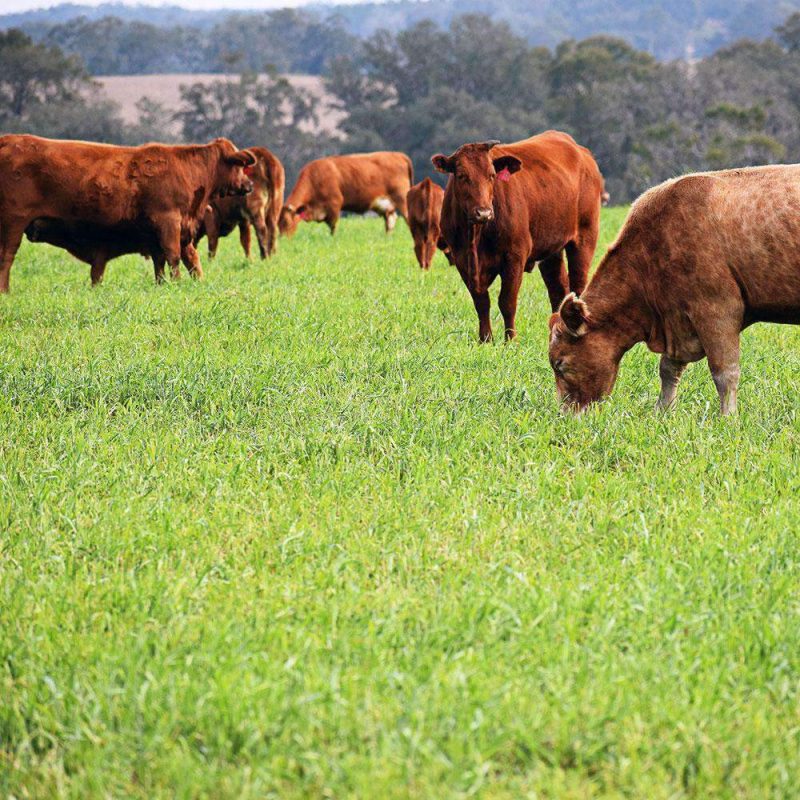 ryegrass seed pasture