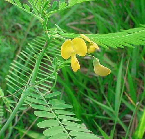 sesbania, seed, cover, crop, green, manure, organic, soil, builder, natural, soil, builder, sesbania seeds, food, plot, forage, cattle, quail, deer, legume, nitrogen, fixing