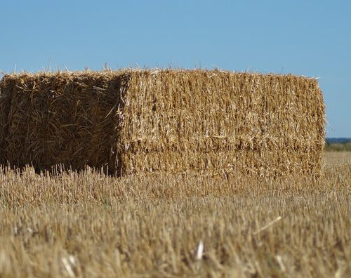 square bale straw rye HS P192 600x600 1c78d0e2 e7b7 4be3 a46b 668032efa37f