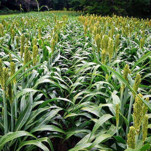 wgf sorghum field