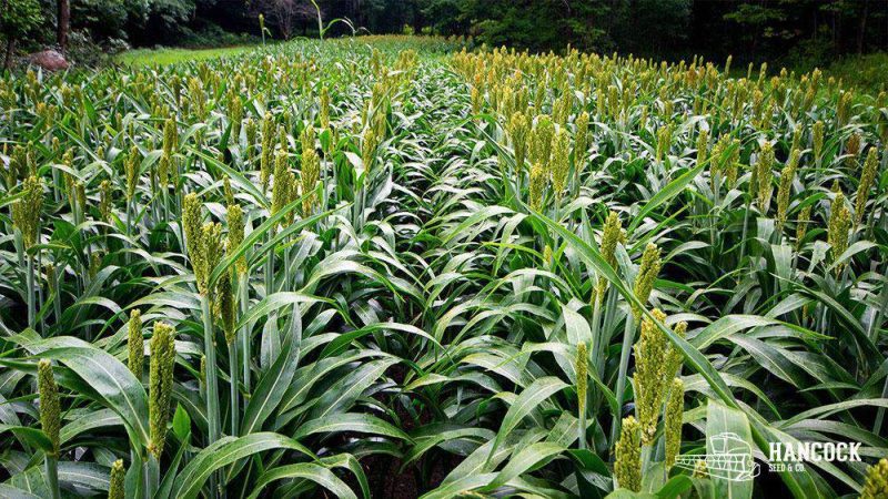 wgf sorghum field